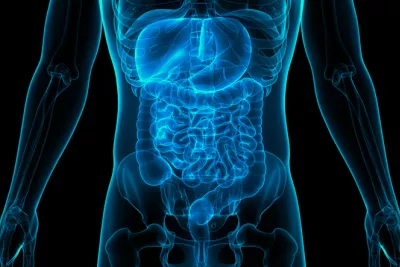 gut microbiome