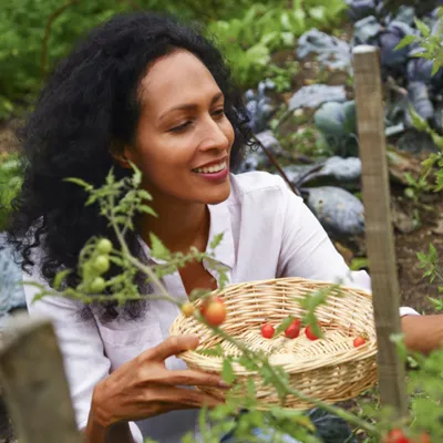 young-mature-woman-picking-tomatoes