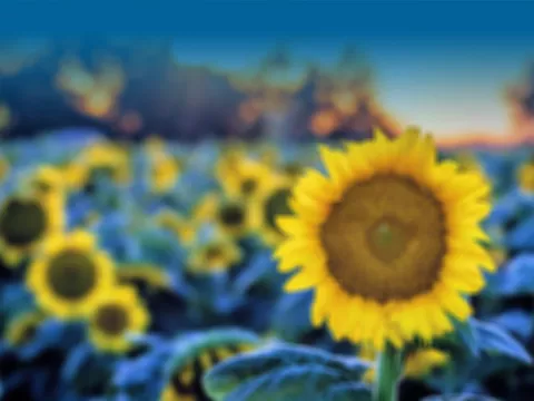 A field of sunflowers